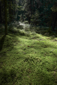 Le sol, camaïeu de verts, est souvent recouvert d’une mousse peuplée d’insectes. Un rayon de lumière survient, un ravissement. […]