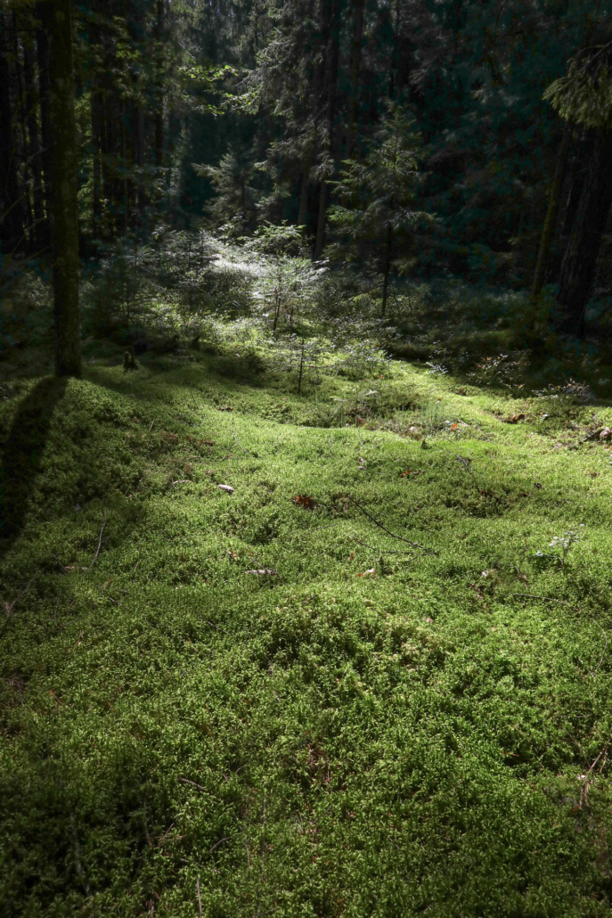 Le sol, camaïeu de verts, est souvent recouvert d’une mousse peuplée d’insectes. Un rayon de lumière survient, un ravissement. […]